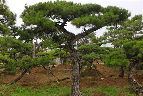如何判斷造型松樹的健康狀況？